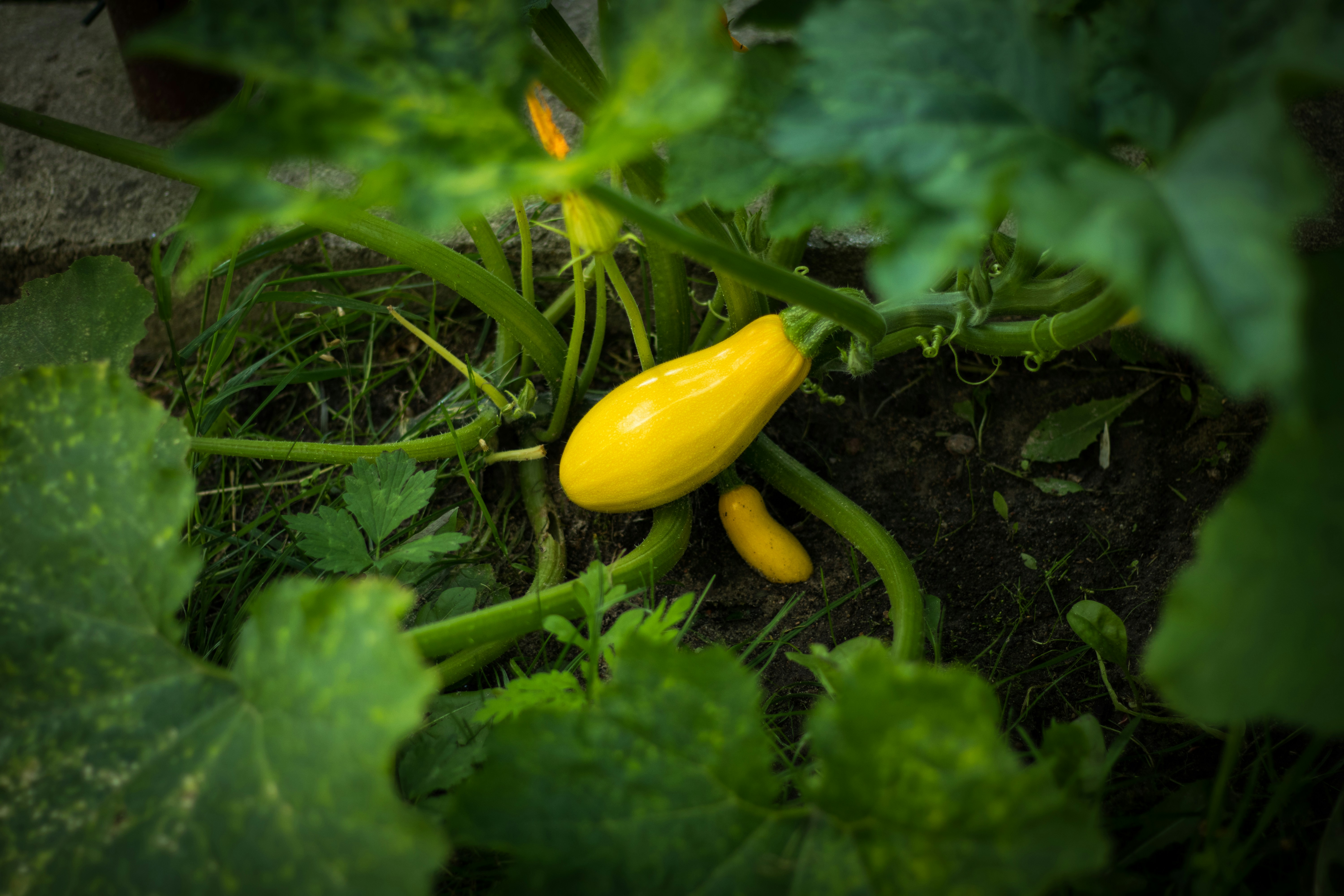 Courgette gluts, books, and food events