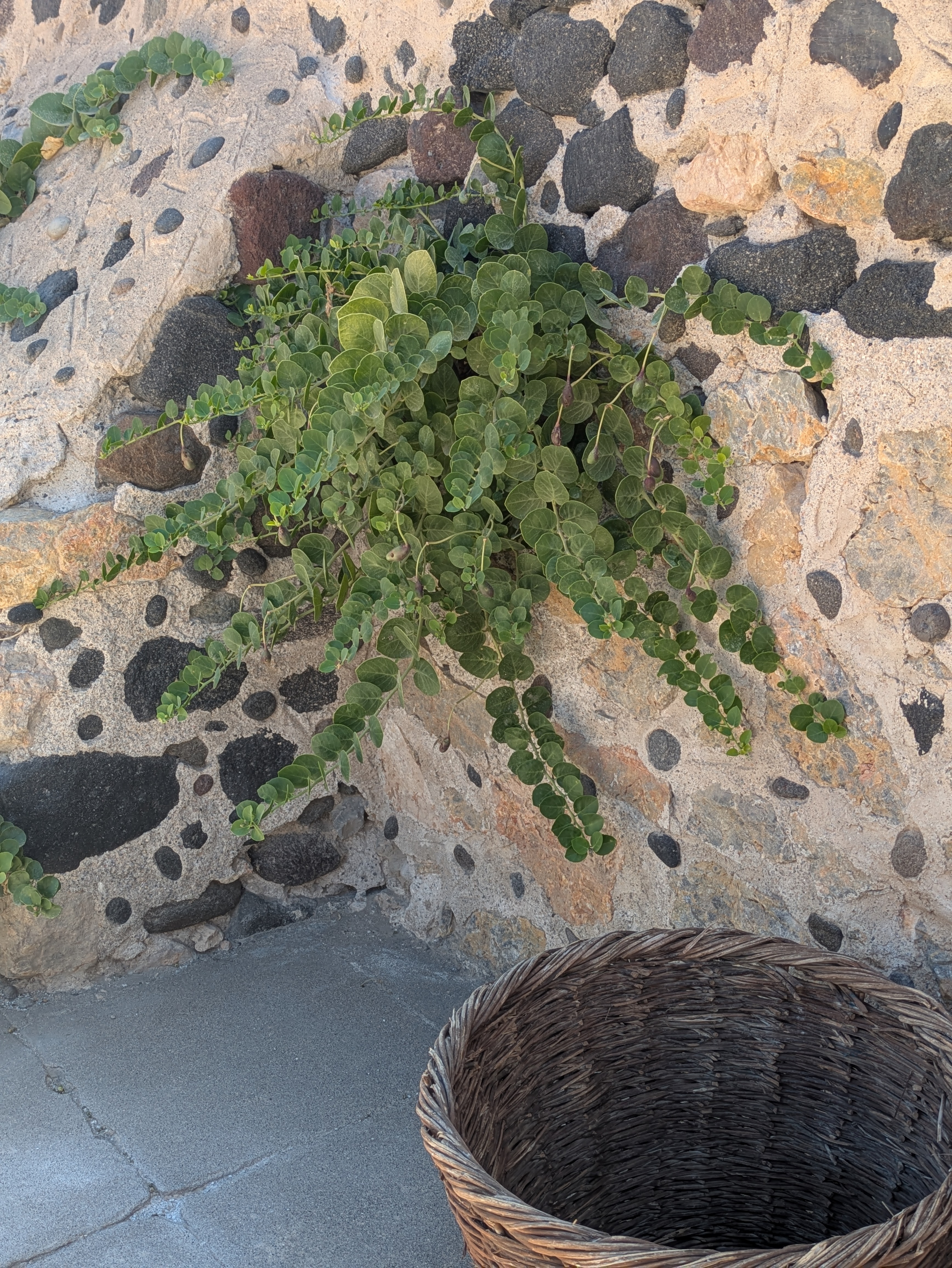 Santorini's Tomato Industry