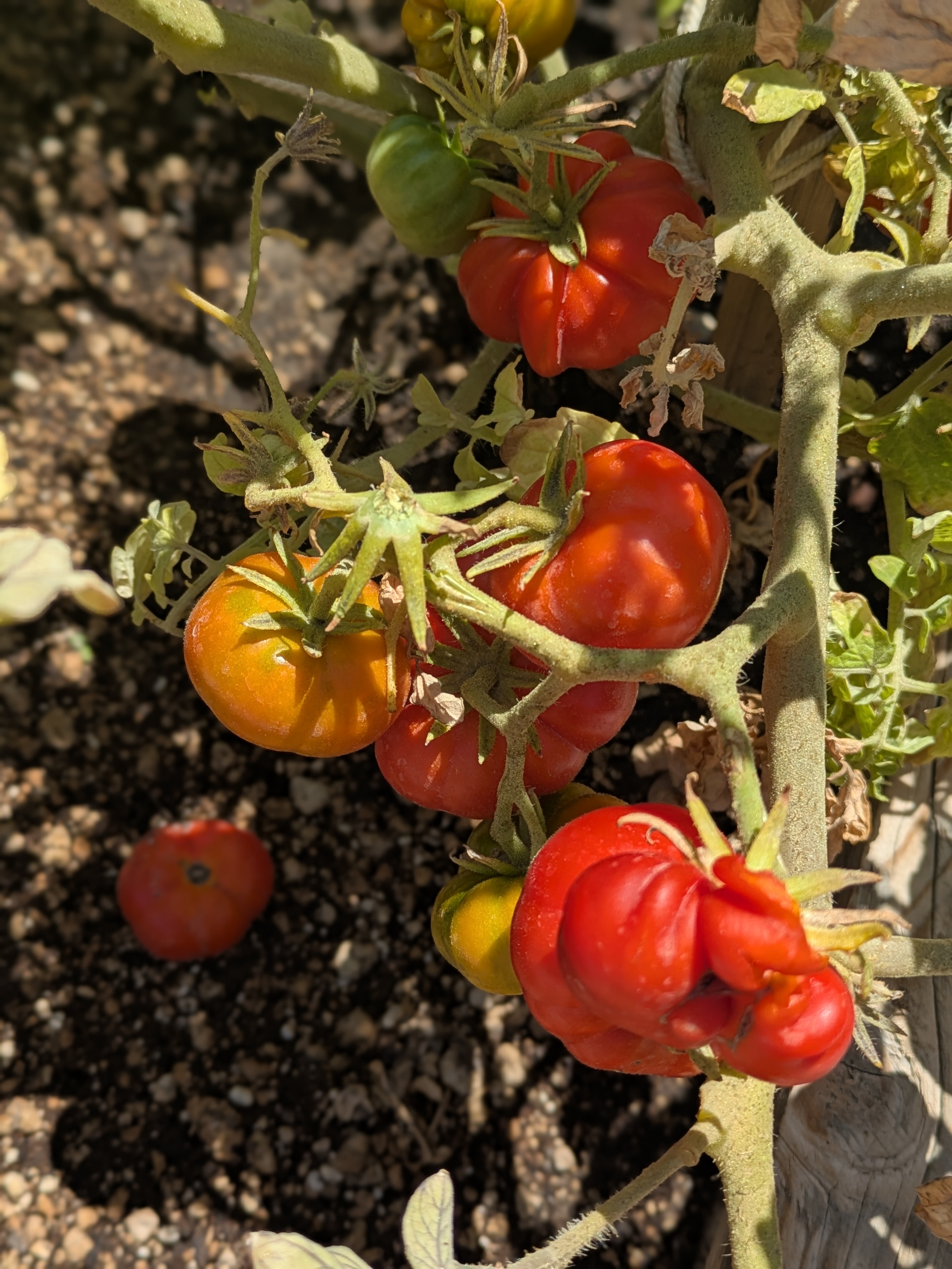 Santorini's Tomato Industry
