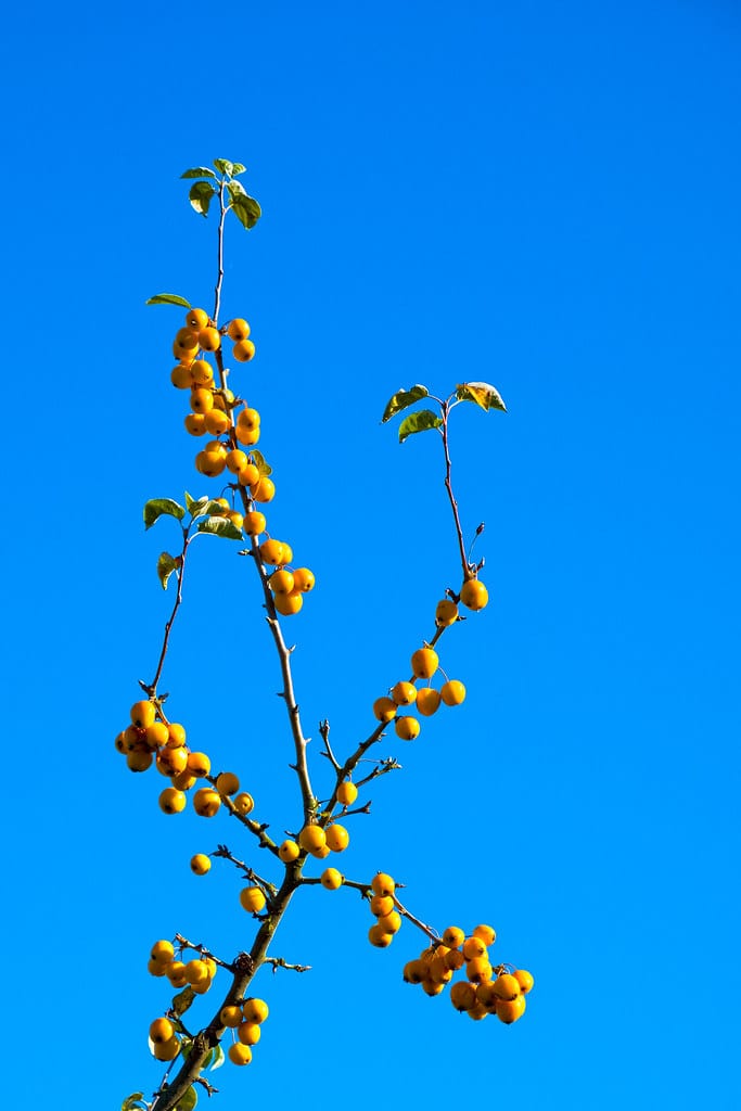 Harvest