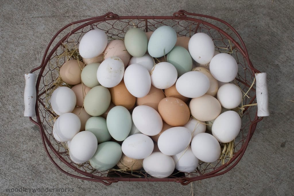 Egg
