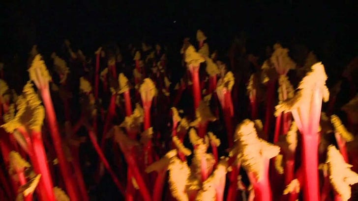 Rhubarb
