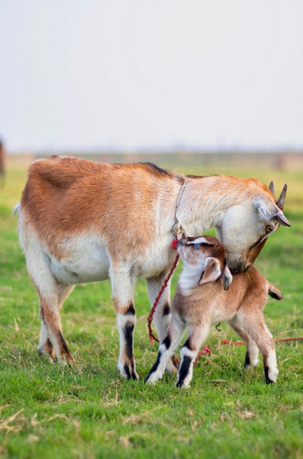 On Mothering