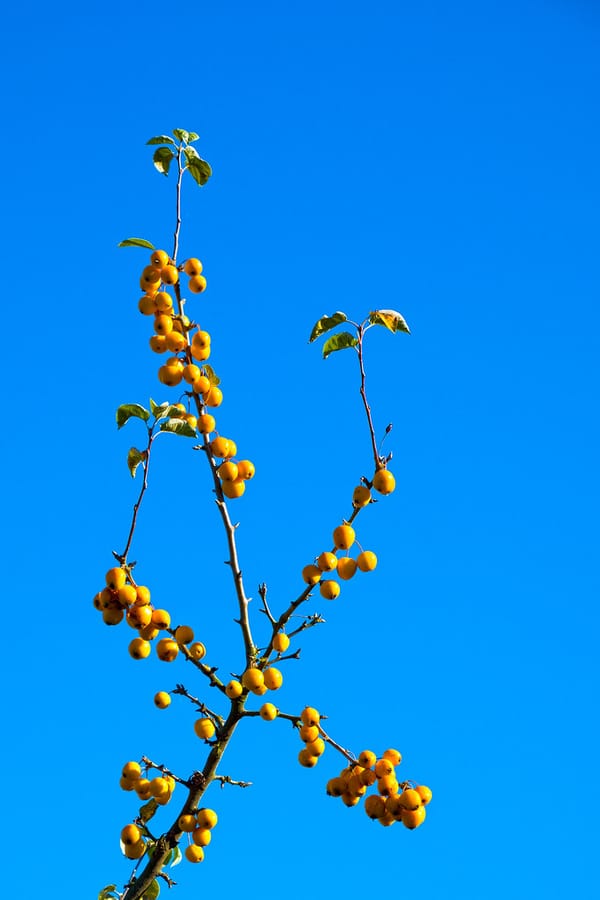 Harvest