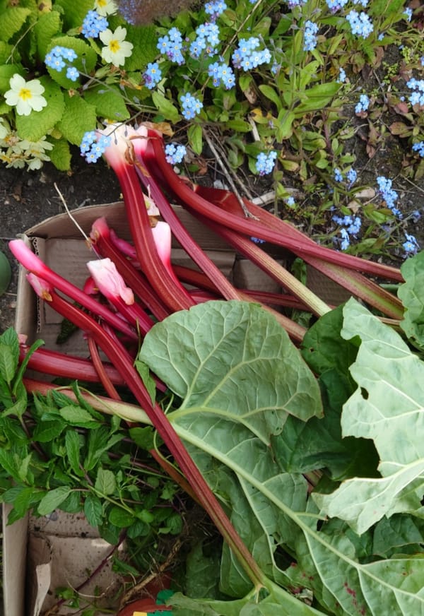 Pie Plant + Pie